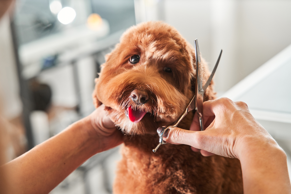 Check Out These Mobile Pet Grooming Services in Dallas