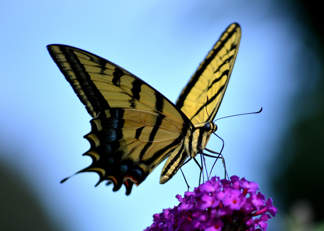 Explore the Rosine Smith Sammons Butterfly House and Insectarium in Dallas