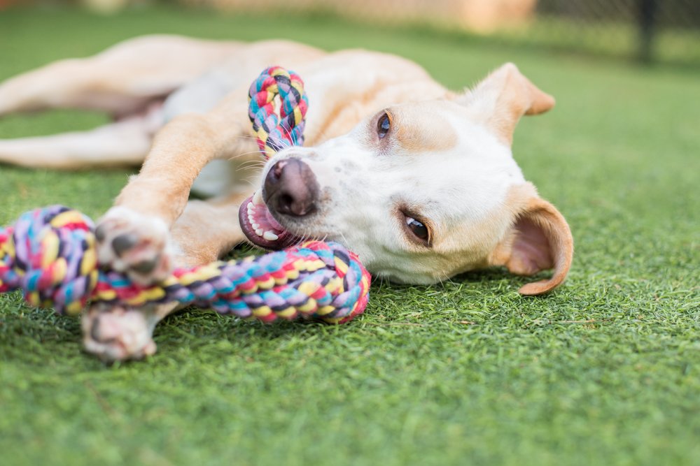 Dog House on the Trail: An Exceptional Dog Boarder and Groomer