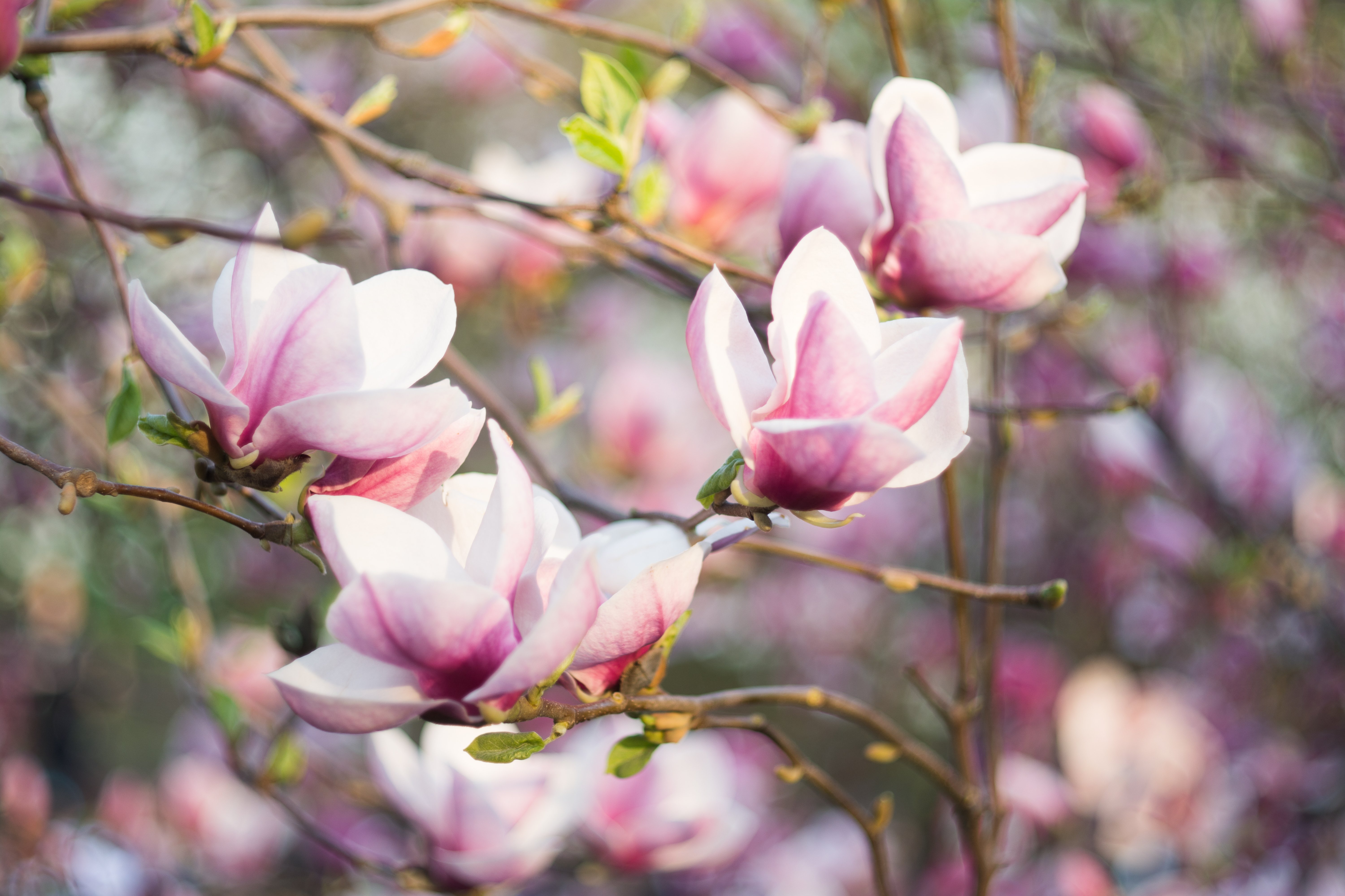 Stop and Smell the Roses at the Dallas Arboretum & Botanical Garden