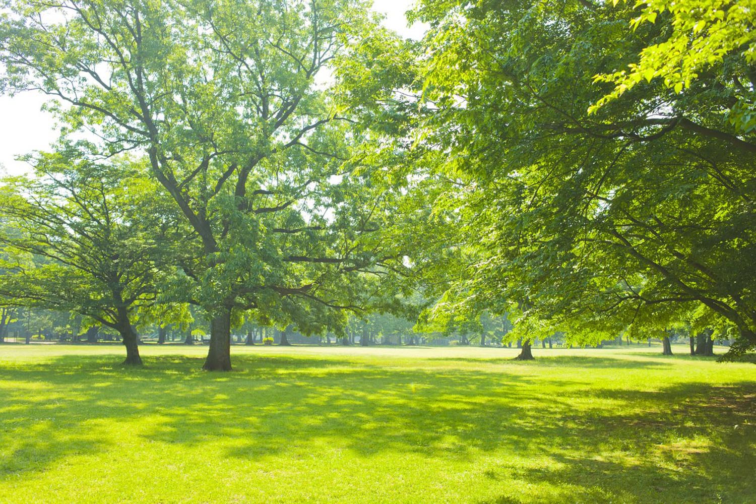 These Dallas Parks and Gardens Offer Tranquil Outdoor Recreational Spaces