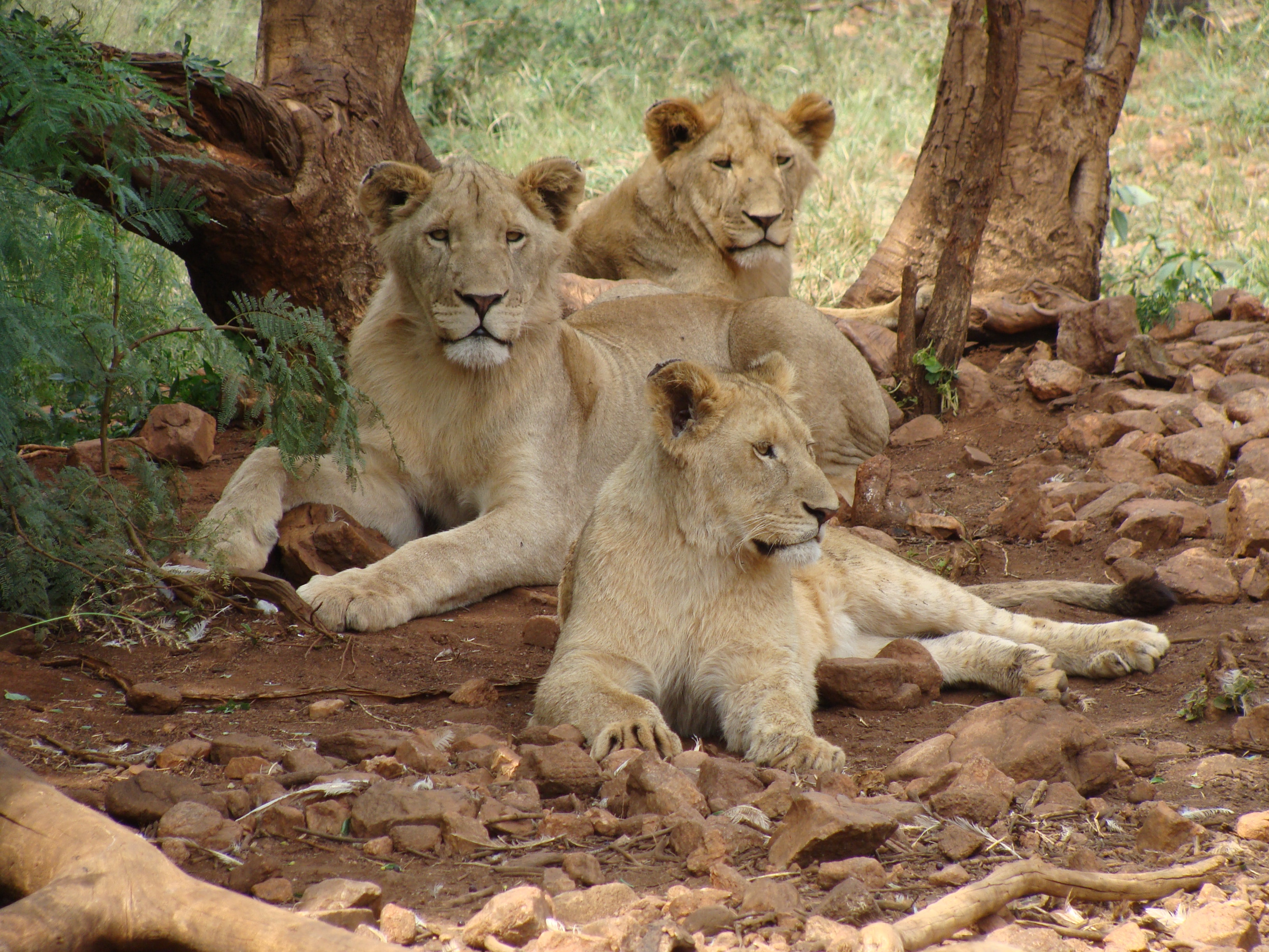 Visit Endangered Species at the Fossil Rim Wildlife Center 