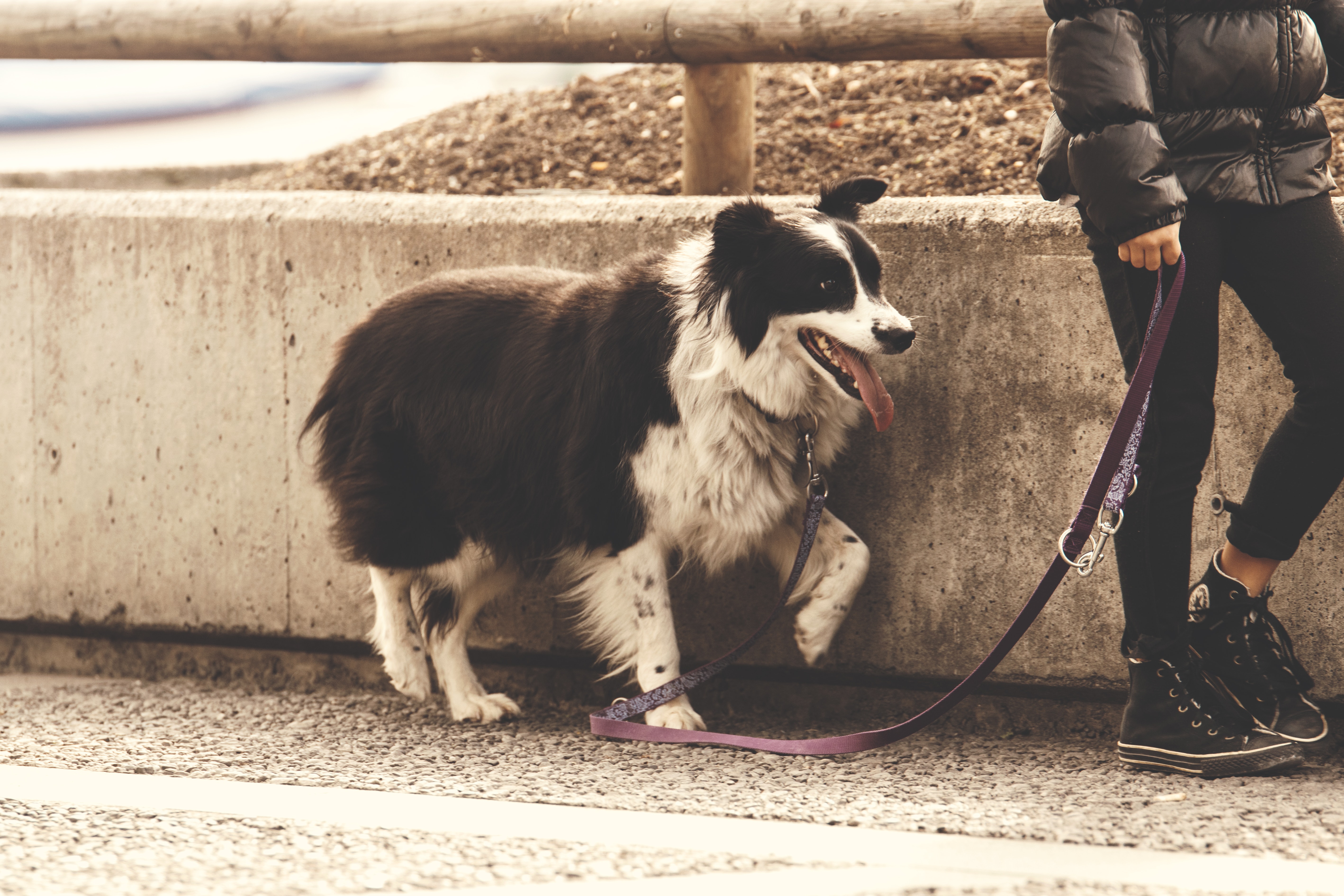Hire These Dog Walkers in Uptown Dallas for Your Pet